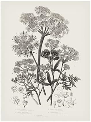 סימן מסחרי אמנות 'צמחים פורחים vi ניטרלי' אמנות קנבס מאת תיק תפוחים פראי 24x32
